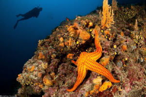 Hacelia attenuata_Kornati National Park_Croatia by Mathieu Foulquié 